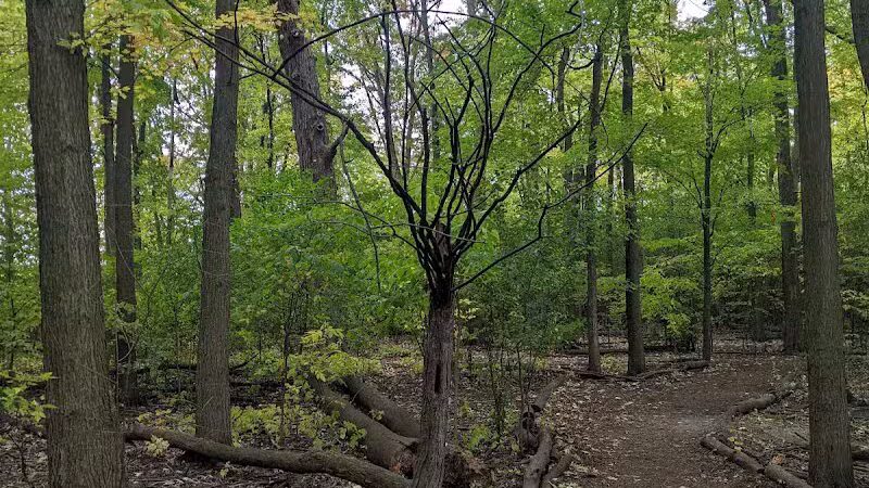 Mark Twain Dog Park-membership - Royal Oak, MI