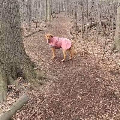 Mark Twain Dog Park-membership - Royal Oak, MI