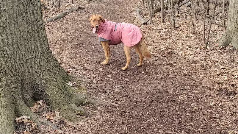 Mark Twain Dog Park-membership - Royal Oak, MI