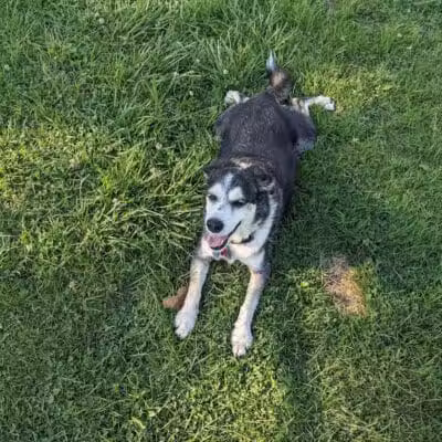 Mark Twain Dog Park-membership - Royal Oak, MI