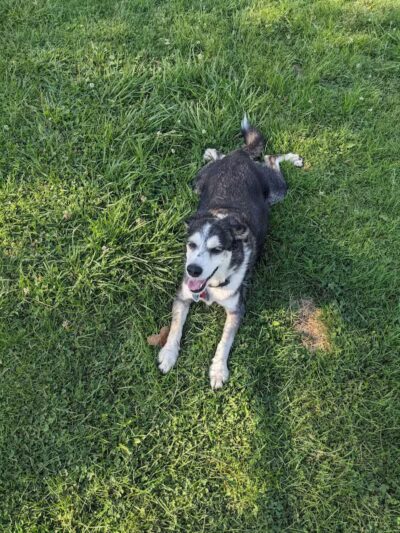 Mark Twain Dog Park-membership - Royal Oak, MI