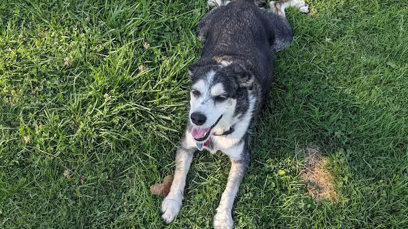 Mark Twain Dog Park-membership - Royal Oak, MI