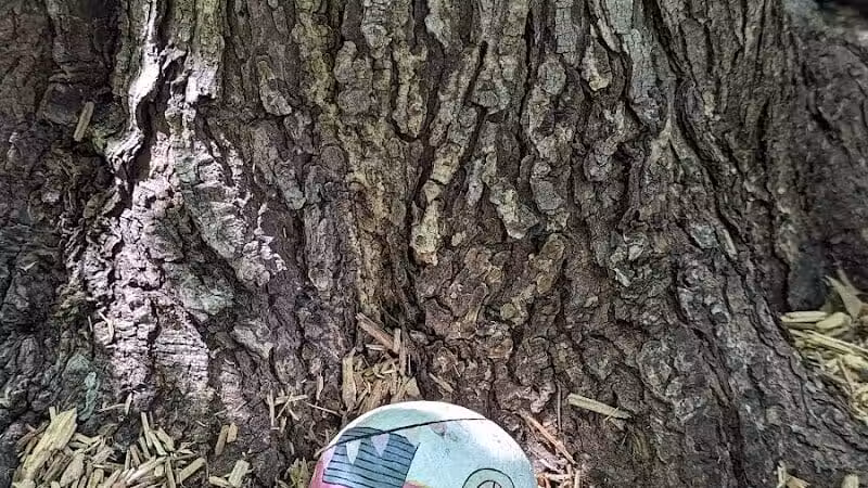 Mark Twain Dog Park-membership - Royal Oak, MI