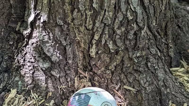 Mark Twain Dog Park-membership - Royal Oak, MI