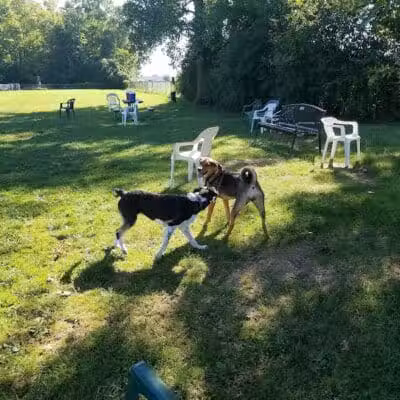 Mark Twain Dog Park-membership - Royal Oak, MI