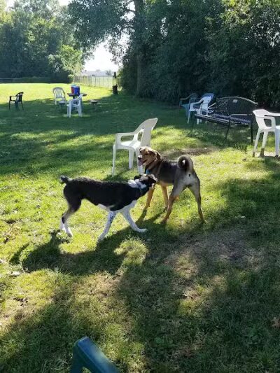 Mark Twain Dog Park-membership - Royal Oak, MI