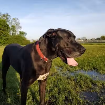 Mark Twain Dog Park-membership - Royal Oak, MI