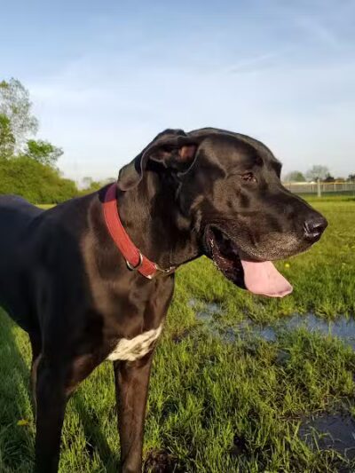 Mark Twain Dog Park-membership - Royal Oak, MI