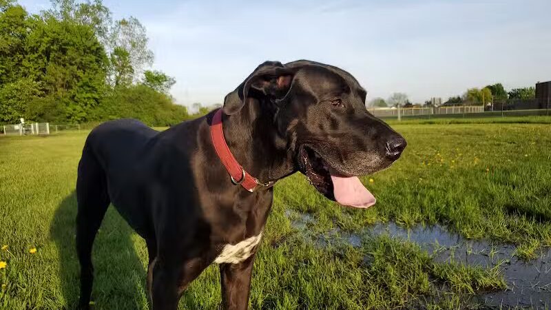 Mark Twain Dog Park-membership - Royal Oak, MI