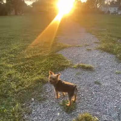Mark Twain Dog Park-membership - Royal Oak, MI