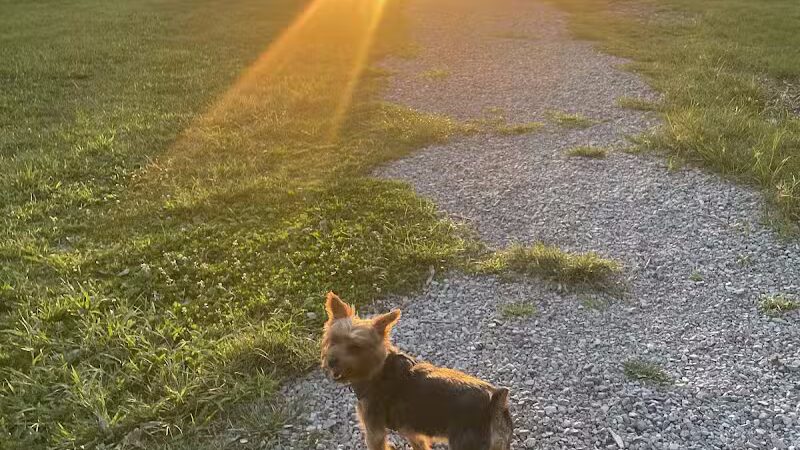 Mark Twain Dog Park-membership - Royal Oak, MI