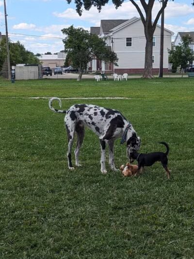 Mark Twain Dog Park-membership - Royal Oak, MI