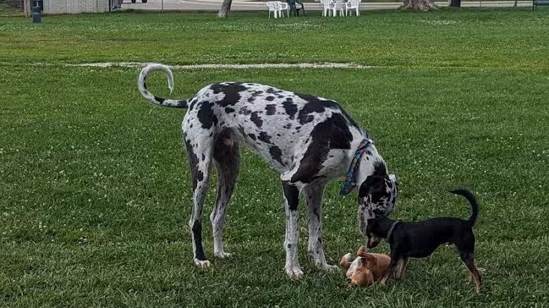 Mark Twain Dog Park-membership - Royal Oak, MI
