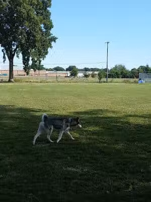 Mark Twain Dog Park-membership - Royal Oak, MI