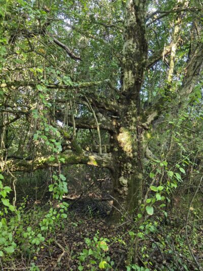 Greene Community Park - Ruckersville, VA