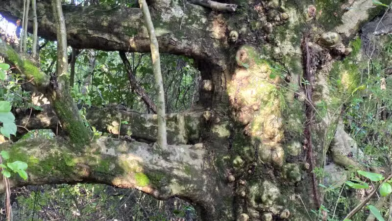 Greene Community Park - Ruckersville, VA