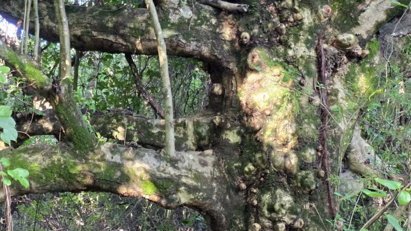 Greene Community Park - Ruckersville, VA