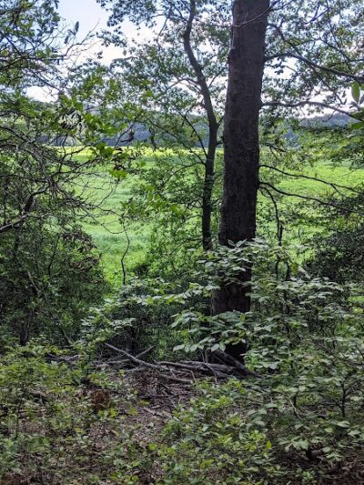 Oxbow Nature Preserve Lake Trail - Russett, MD