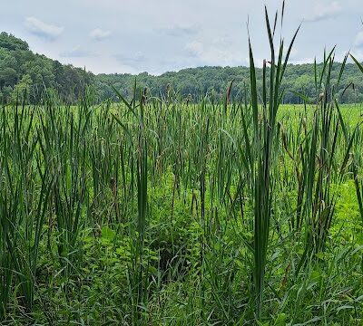 Oxbow Nature Preserve Lake Trail - Russett, MD