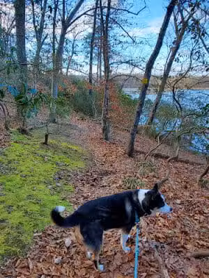 Oxbow Nature Preserve Lake Trail - Russett, MD