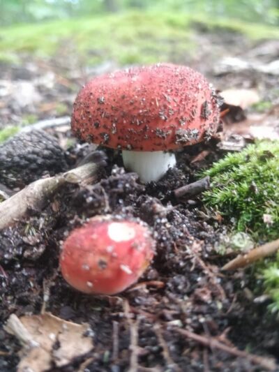Oxbow Nature Preserve Lake Trail - Russett, MD