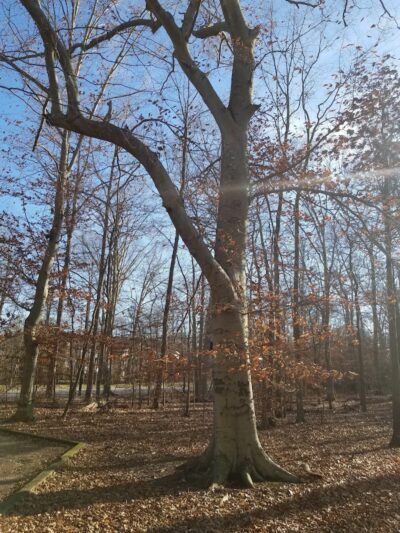 Oxbow Nature Preserve Lake Trail - Russett, MD