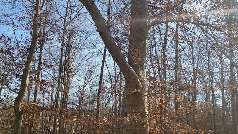 Oxbow Nature Preserve Lake Trail - Russett, MD