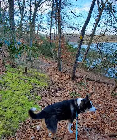 Oxbow Nature Preserve Lake Trail - Russett, MD
