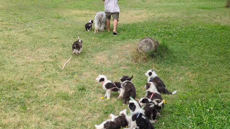 Monte Rio Public Beach - RUSSIAN RIVER, CA