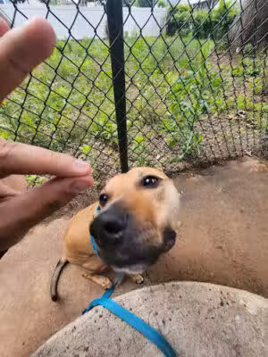 Betr Dogs - Rutherford, NJ