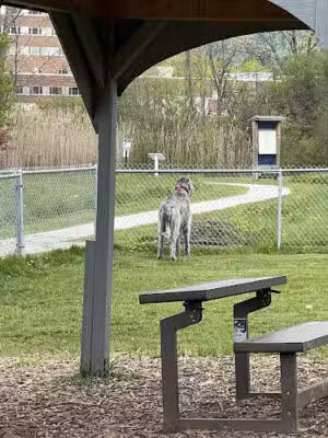 Rutland Dog Park - Rutland, VT