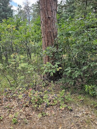 Rye Mountain Park - Rye, CO