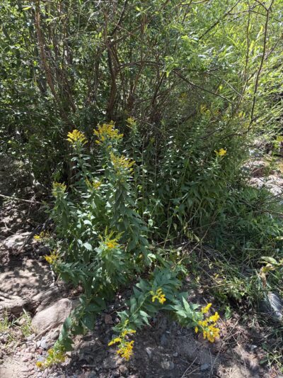 Rye Mountain Park - Rye, CO