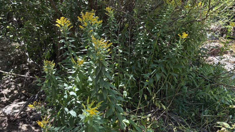 Rye Mountain Park - Rye, CO