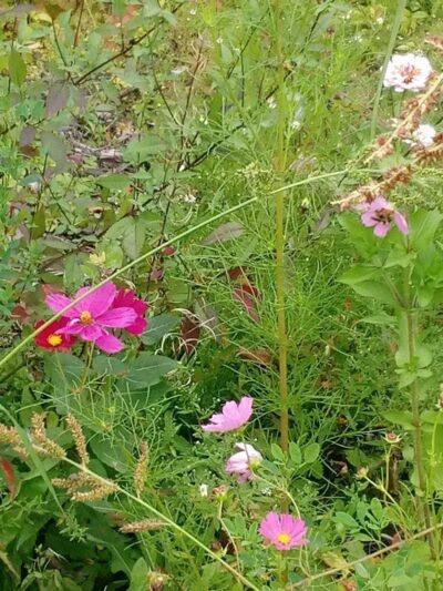 Deindorfer Woods Park - Saginaw, MI