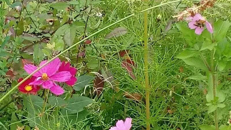 Deindorfer Woods Park - Saginaw, MI