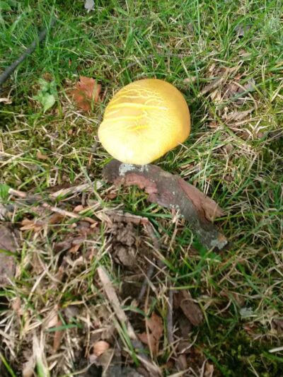 Deindorfer Woods Park - Saginaw, MI