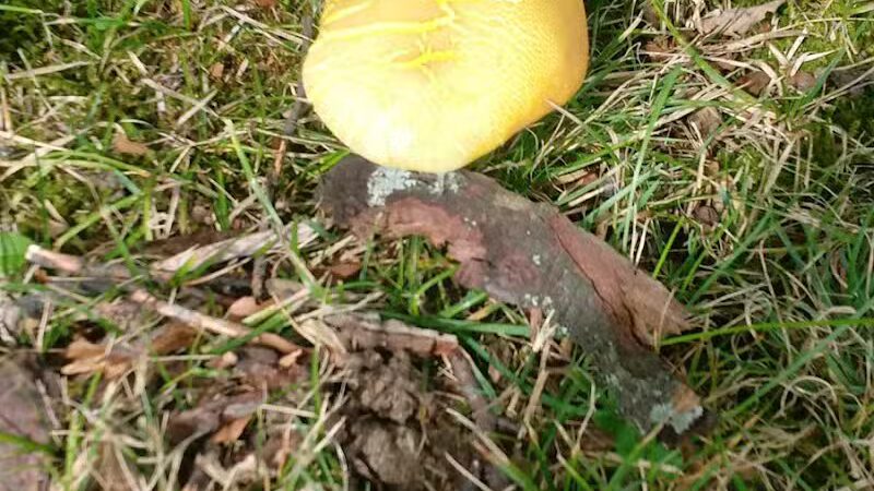 Deindorfer Woods Park - Saginaw, MI