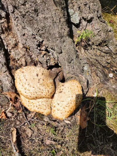 Deindorfer Woods Park - Saginaw, MI