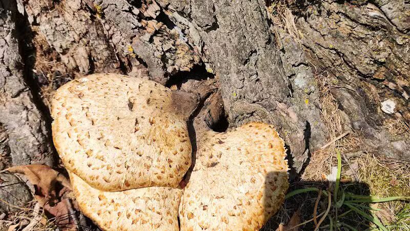 Deindorfer Woods Park - Saginaw, MI