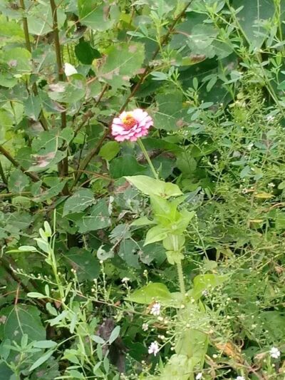 Deindorfer Woods Park - Saginaw, MI