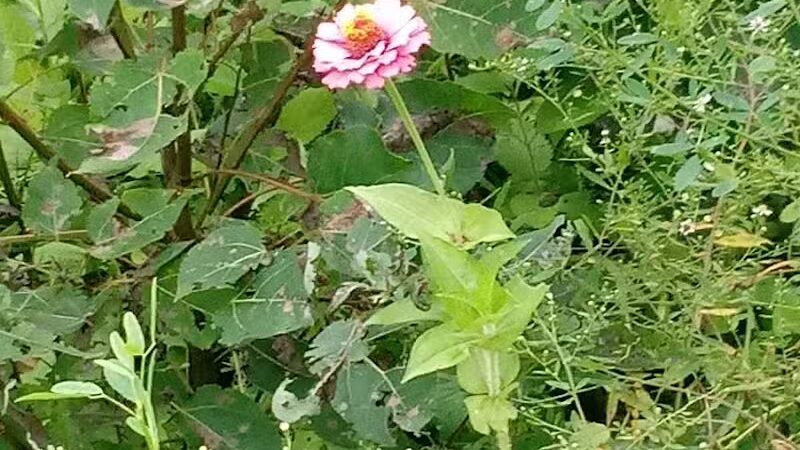 Deindorfer Woods Park - Saginaw, MI