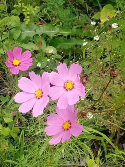 Deindorfer Woods Park - Saginaw, MI