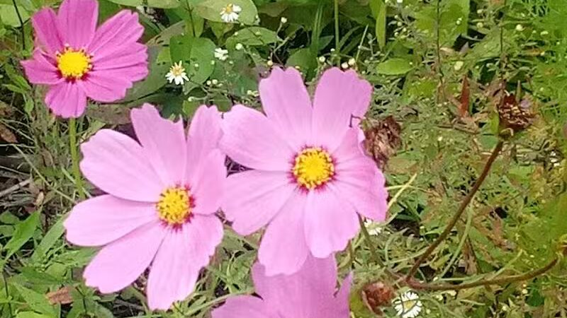 Deindorfer Woods Park - Saginaw, MI