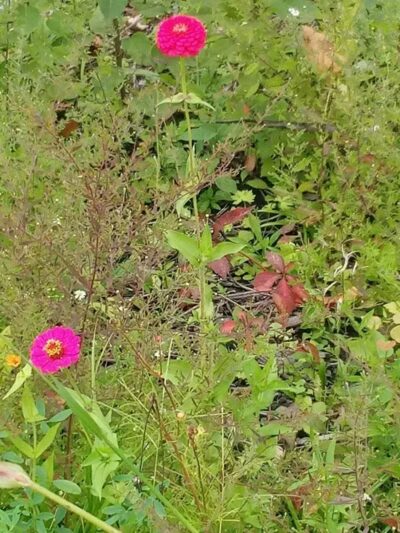 Deindorfer Woods Park - Saginaw, MI