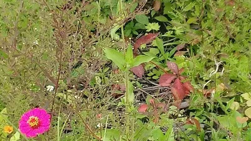 Deindorfer Woods Park - Saginaw, MI