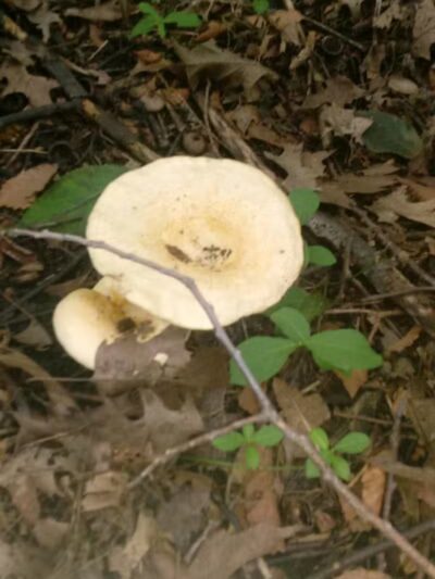 Deindorfer Woods Park - Saginaw, MI