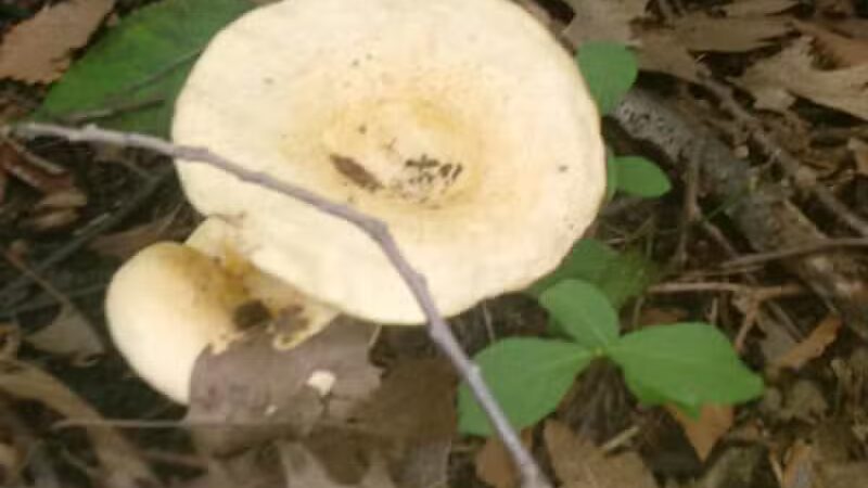 Deindorfer Woods Park - Saginaw, MI