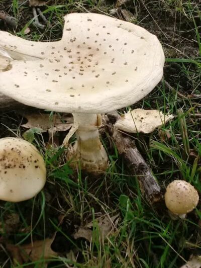 Deindorfer Woods Park - Saginaw, MI