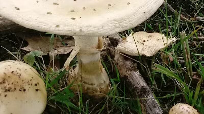 Deindorfer Woods Park - Saginaw, MI